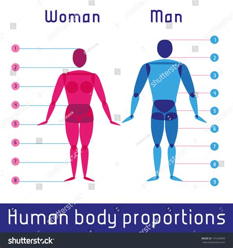 Human Body Measurements And Proportions Stock Vector Illustration ...