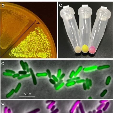 Strategies For Enhancing Gene Expression In Escherichia Coli Request Pdf