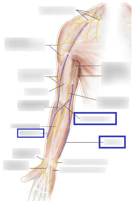 Superficial Veins And Structures Of The Upper Arm Diagram Quizlet