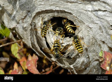 Nest behive bee hive nest hi-res stock photography and images - Alamy