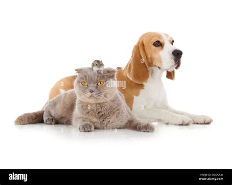 Katze und hamster Fotos und Bildmaterial in hoher Auflösung Alamy