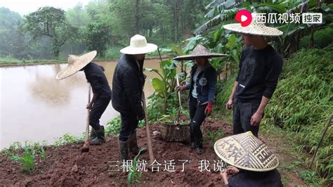 农村四哥：王四全家冒着大雨栽黄瓜秧，老妈一窝栽了4根，媳妇说栽多了 Youtube