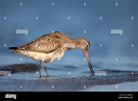 Bar Tailed Godwit Limosa Lapponica In Non Breeding Plumage A