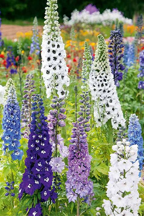 Buy Magic Fountain Mix Delphinium Larkspur Plants FREE SHIPPING 1