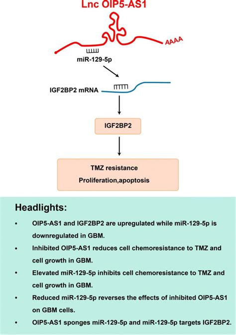 长链非编码 Rna Oip5 As1 抑制上调 Microrna 129 5p，通过下调 Igf2bp2 抑制胶质母细胞瘤细胞对替莫唑胺的耐药