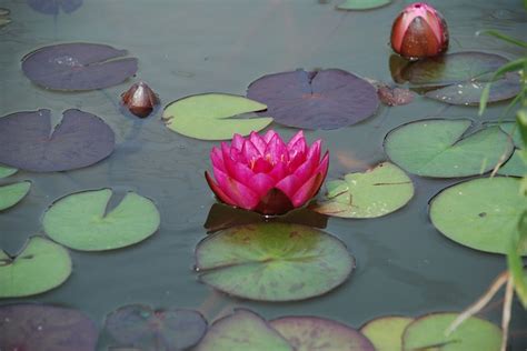 Seerose Teich Wasserpflanze Kostenloses Foto Auf Pixabay Pixabay