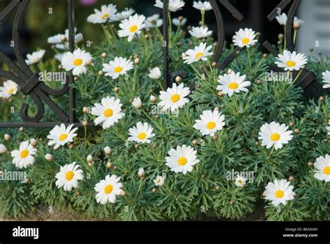 Asteraceae Bl Te Fotos Und Bildmaterial In Hoher Aufl Sung Alamy