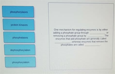 Solved phosphorylases protein kinases or phosphatases One | Chegg.com 