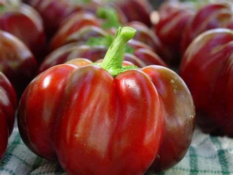 Pimento - Holmes Seed Company