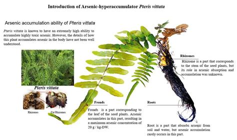 Plant growth in Pteris vittata is possible even after the absorption ...