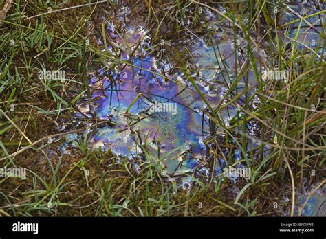 Oil film produced by anaerobic bacteria Roydon Stock Photo - Alamy 