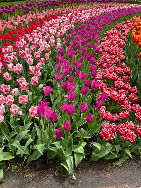 Holland's Super Tulip Tour - BikeTours.com