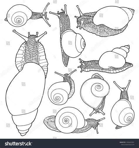 1,457 Realistic Snail Drawing Images, Stock Photos & Vectors | Shutterstock