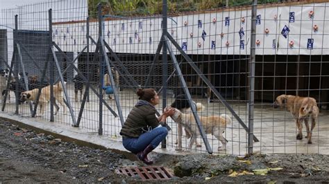 Artvin Deki Selde Hayvan Bar Na N Su Bast K Pek Bo Uldu