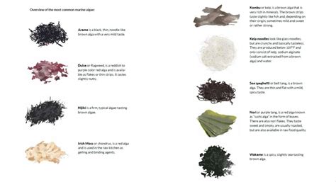 Are Algae the Food of the Future? – Your Nutrition Academy