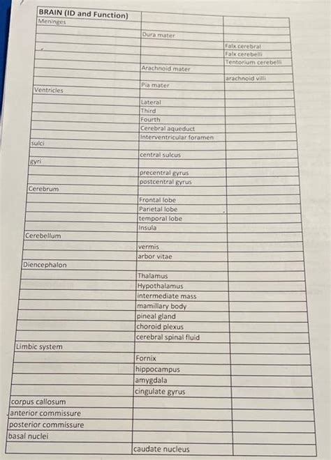 Begin Tabular L L L Hline Putamen Chegg