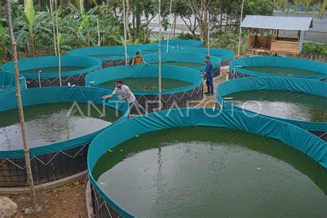 Budidaya Ikan Sistem Bioflok Dari Dana Desa Antara Foto