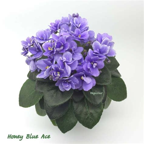 African violet Honey Blue Ace Violet Plant, Saintpaulia, African Violet ...