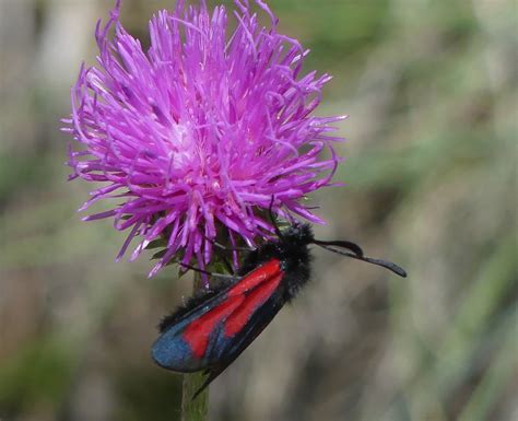 Bibernell Widderchen Thymian Widderchen Juli Bibernel Flickr