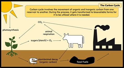 Create A Carbon Cycle Poster Quizlet