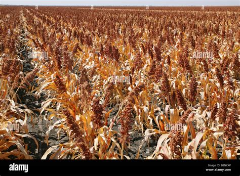 Sorghum Crop Hi Res Stock Photography And Images Alamy