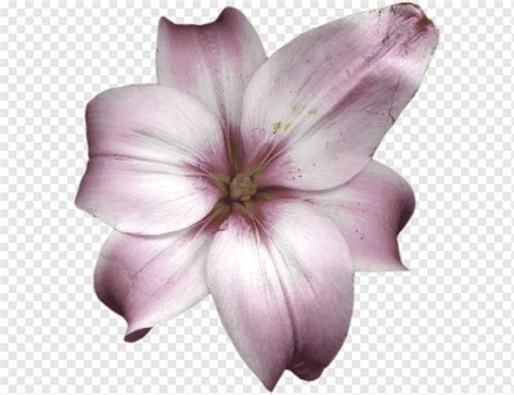 Lilium Painting Flower Others Purple Herbaceous Plant Violet Png