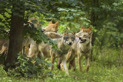 Warum immer mehr Wölfe in unseren Wäldern leben