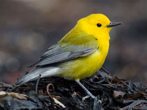 Prothonotary Warbler Profile Facts Female Nest Traits Birdbaron