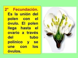 Reproduccion sexual de las plantas | PPT