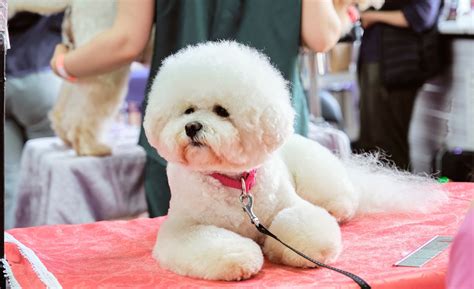 The 5 Best Fluffiest Bichon Frise Haircuts You Must Try Bouncy Bichon