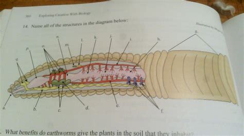 Basic Anatomy of a Common Earthworm pt.1 Diagram | Quizlet