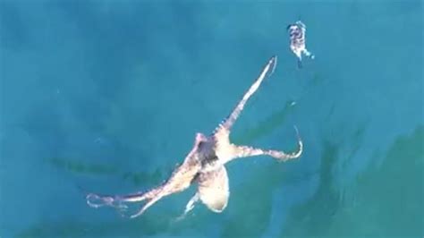 Watch an Octopus Pursue Crab in Mesmerizing Chase