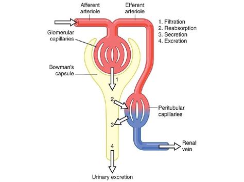 Urine Formation Results From Glomerular Filtration Tubular Reabsorption