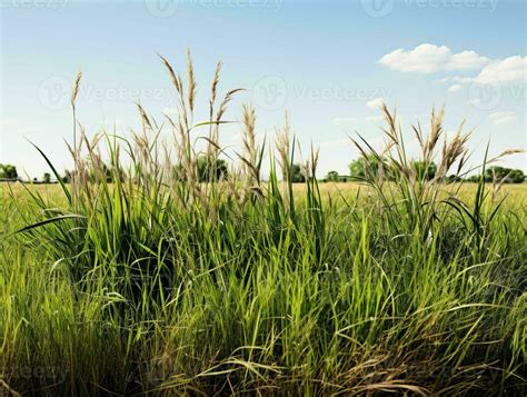 Ai Generated Prairies Grasses With Blue Sky View Grass On Wild Field Generative Ai 36472279