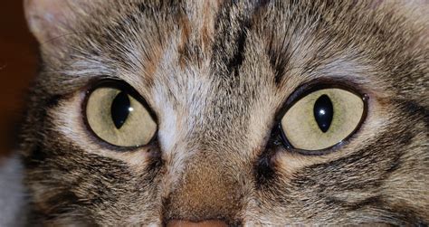 feline-herpes-treatment-in-cats – Animal Eye Clinic