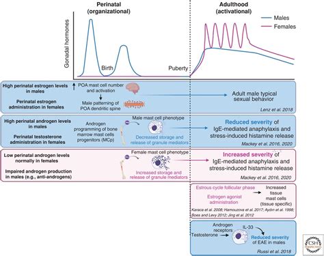 Sex Differences In Mast CellAssociated Disorders A Life Span Perspective