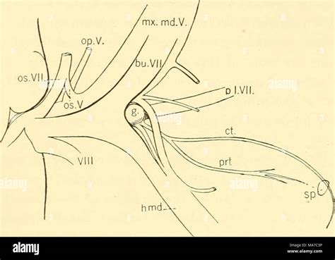 Supraorbital Nerve Cadaver