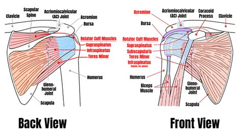 Best Rotator Cuff Exercises - E3 Rehab