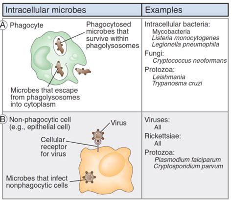 Cell Mediated Immune Responses Abbas Ch5 EDH Flashcards Quizlet