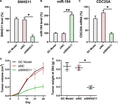 Frontiers Assessing The Regulatory Functions Of Lncrna Snhg11 In