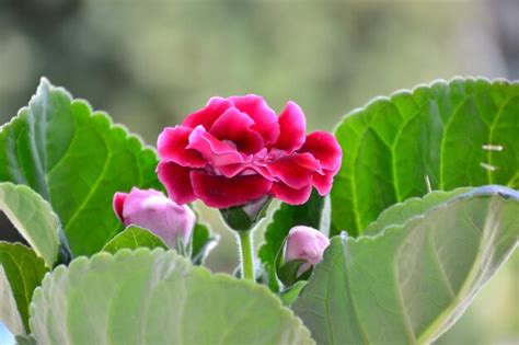 Premium Photo Closeup Of A Fresh Pink Gloxinia Flower With Large