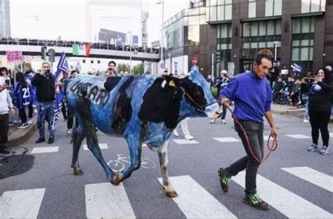 Mucca Dipinta Di Nerazzurro Durante La Festa Scudetto Dell Inter