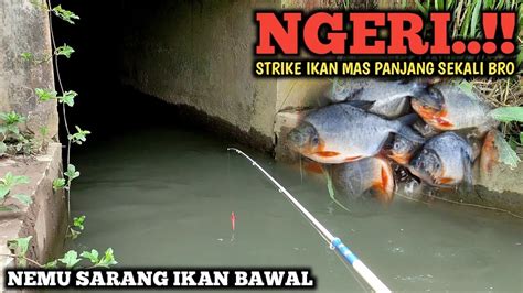 MANTAP MANCING IKAN HIAS DI SUNGAI KECIL GAK NYANGKA STRIKE IKAN