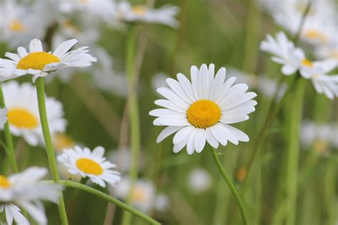 Kostenlose foto Natur blühen Weiß Feld Wiese Blume Blütenblatt