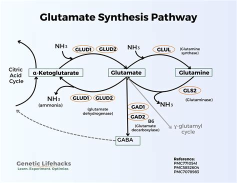 Glutamate: Synthesis, transport, and supplement interactions