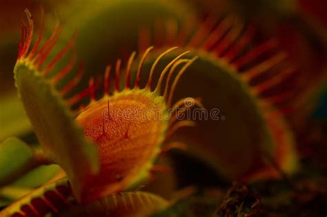 A venus flytrap plant stock photo. Image of flytrap - 314370122