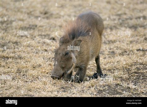 Warthog Serengeti Tanzania Stock Photo Alamy