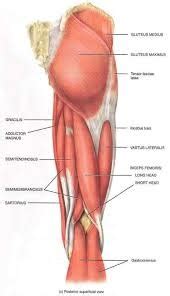 Hamstring Muscles Diagram | Quizlet