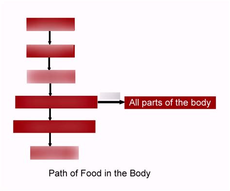 Passage Of Food Through Digestive System Diagram Quizlet