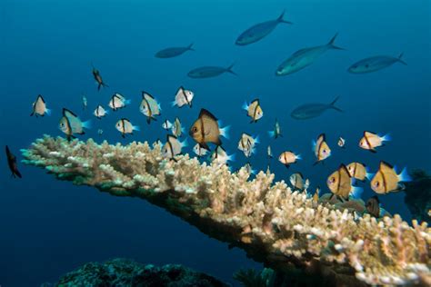 Scuba Diving The Stunning Reefs Of Fiji